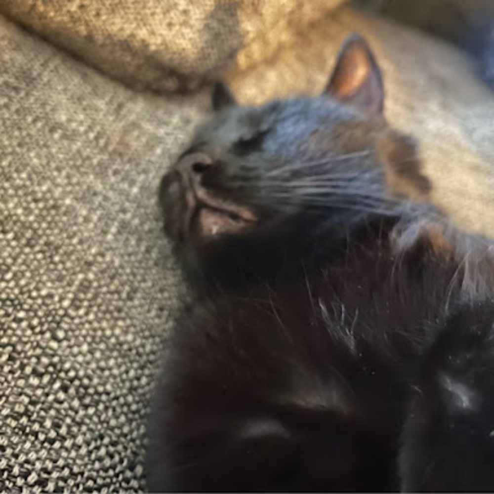 Meet your Posher, Jamin